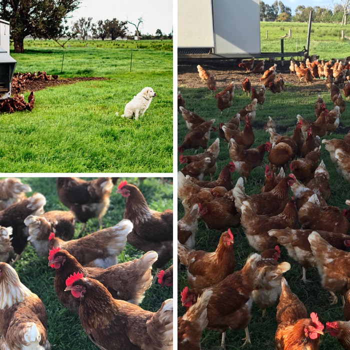 What is the difference between Pastured and Free Range Eggs?